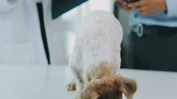 giovane femmina veterinario vaccinazione un' maltese cane a il medico ufficio video