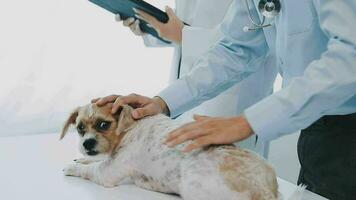 jovem fêmea veterinário vacinar uma maltês cachorro às a médico escritório video