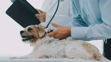ung kvinna veterinär vacciner en maltese hund på de läkares kontor video