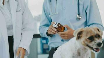 jong vrouw veterinair vaccineren een Maltees hond Bij de dokter kantoor video