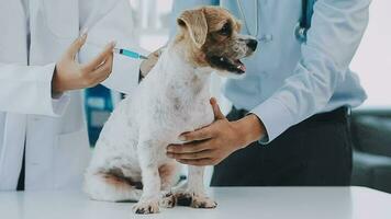 jovem fêmea veterinário vacinar uma maltês cachorro às a médico escritório video