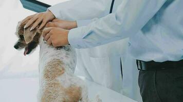 Young female veterinary vaccinating a maltese dog at the doctor's office video