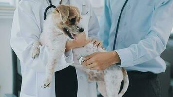 Young female veterinary vaccinating a maltese dog at the doctor's office video