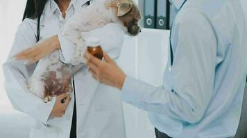 Jeune femelle vétérinaire vacciner une maltais chien à le médecins Bureau video