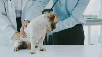 giovane femmina veterinario vaccinazione un' maltese cane a il medico ufficio video