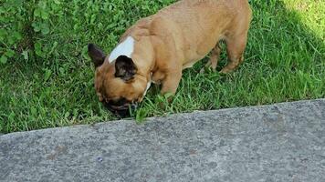 A beautiful fawn female french bulldog eats fresh grass on a green lawn. Close-up. video