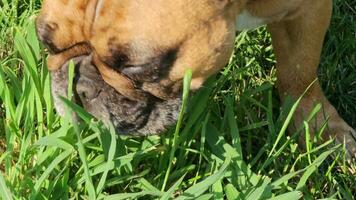 A beautiful fawn female french bulldog eats fresh grass on a green lawn. Close-up. video