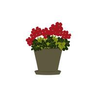 Geranium is a flower in a pot, a houseplant. vector