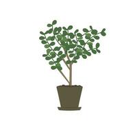 Money tree, a houseplant that grows on a window, window sill. vector