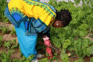 Fresh lettuce in farm with good weather photo