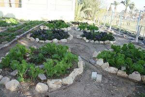 Fresh lettuce in farm with good weather photo