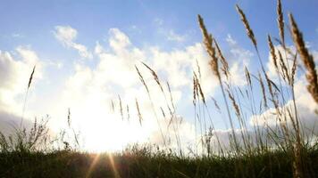 Grass and sky video