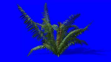 arbustos comovente com ar croma chave, verde arbustos azul tela animação video