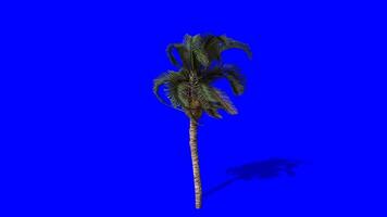 Palm tree moving with air chroma key, palm tree blue screen animation video