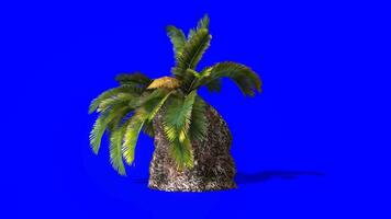 Tree with moving leaves chroma key, Tree blue screen animation video