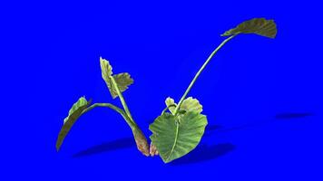 Gebüsch ziehen um mit Luft Chroma Taste, Grün Gebüsch Blau Bildschirm Animation video
