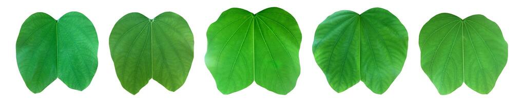 Bauhinia variegata leaf isolated on white background with clipping paths. photo