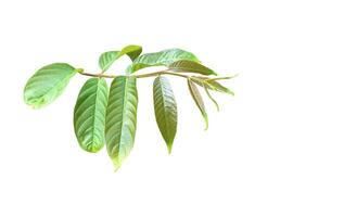 Crape myrtle leaf isolated on white background with clipping paths. photo