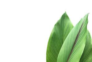 Turmeric leaf isolated on white background with clipping paths. photo