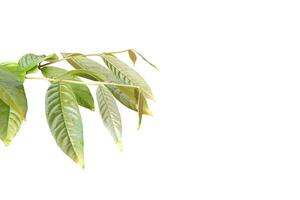 Crape myrtle leaf isolated on white background with clipping paths. photo