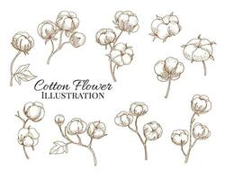 mano dibujado algodón flor ilustración vector