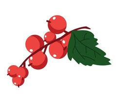 Red currant on white background vector