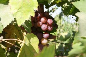 fruit with good weather photo