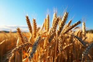 golden wheat field in summer photo