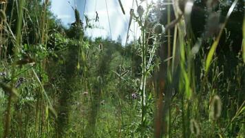 Distel und Sonne Strahlen video