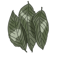 Green Herbs leaves png