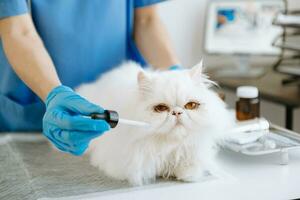 Female veterinary doctor using stethoscope for cute kitten and clean animal ears in hospital photo