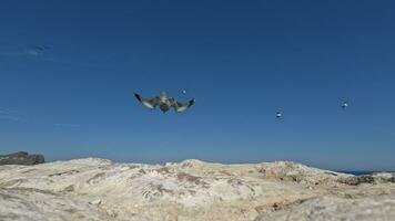 gaviotas volador alrededor terminado el mar, ver en contra el cielo con rocas video