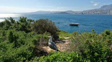 Sea scene with seagull family and coastal town Benidorm, Spain video