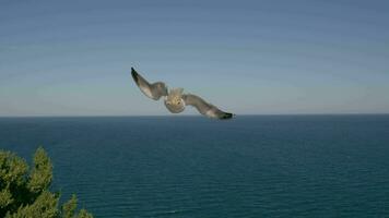 Seagull soaring in the air and fly down to the sea video