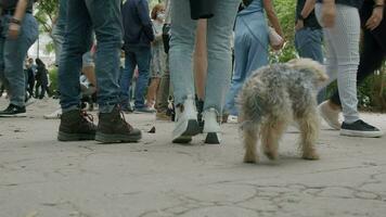 Aan een vakantie in de park met een hond video