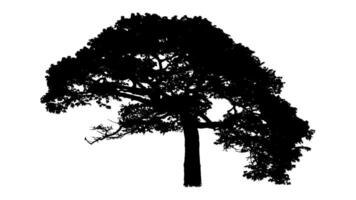 Tree silhouette on white background vector