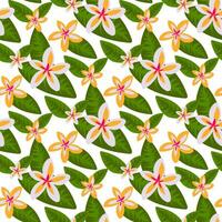 Pattern with plumeria flowers in yellow and white flowers with tropical leaves. Botanical texture with flowers in the form of stars in large green leaves on a white background print on textiles, paper vector