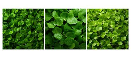 leafy watercress food texture background photo