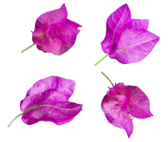 Pink Mediterranean Bougainvillea flowers collection isolated over a transparent background, vibrant floral design element PNG, png