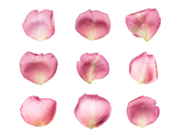 Set of 9 pink color rose petals on a transparent background png