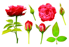 colección de hermosa rojo Rosa flores, rojo Rosa brotes, y hojas, rojo Rosa conjunto aislado en un transparente fondo, png