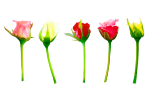 Five different colors of rose buds isolated on a transparent background png