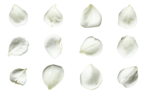 Set of 12 white rose petals on a transparent background png