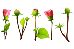 Collection of five different types of beautiful Shoeblackplant and buds over a transparent background, png