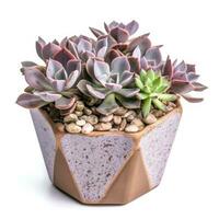 Graptoveria in a terracotta hexagonal pot with a speckled pattern in shades of purple AI Generated photo