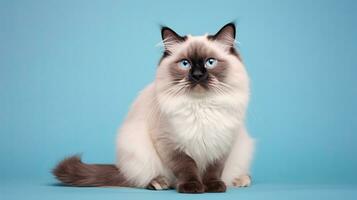 Seal point ragdoll cat against a pastel blue background, generative AI photo