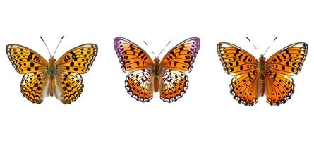 summer regal fritillary animal photo