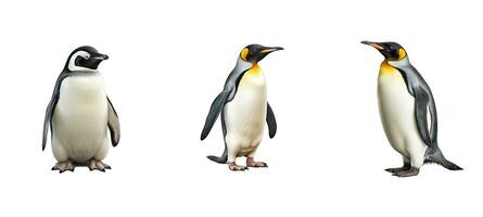animal pingüino animal foto