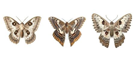 design moth animal photo