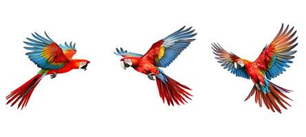 wild scarlet macaw parrot flying animal photo